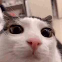 1755493668278237.gif