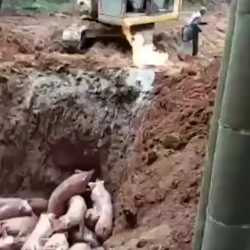 1747330962139842.webm