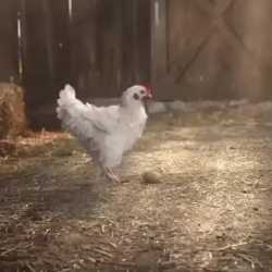 1747288274025745.webm