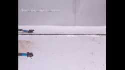 1762275076324253.webm