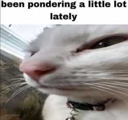 1747067731785897.png