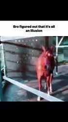1751260427573653.webm